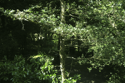 arboretum pour les centres de loisir à Frossay